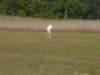 cimg1519_small.jpg